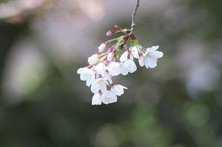 桜03