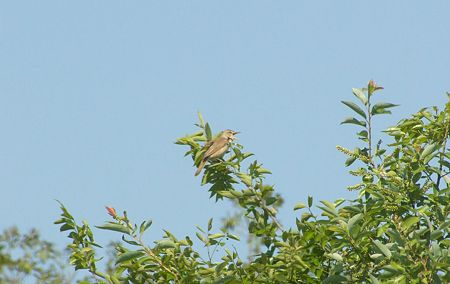 オオヨシキリ4