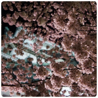 20120408 夜桜(背景に名古屋城)