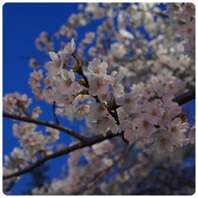 20120408 夜桜