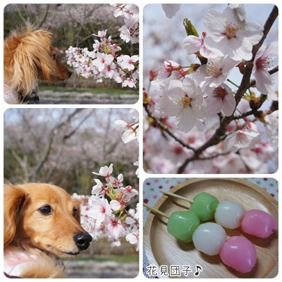 20120415 花より団子