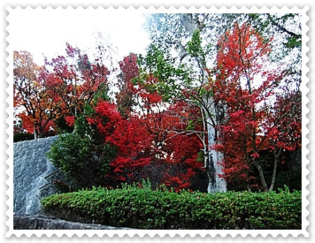 紅葉