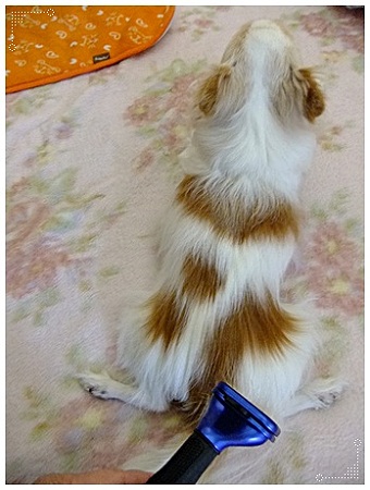 かえる足?