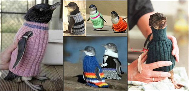 ペンギン 手編みのセーター 写真共有サイト フォト蔵