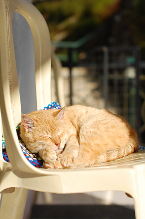 Happy New Year 猫
