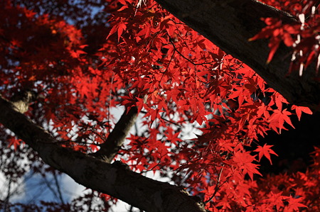亀山公園の紅葉・11