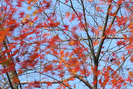 竜田川公園の紅葉-1