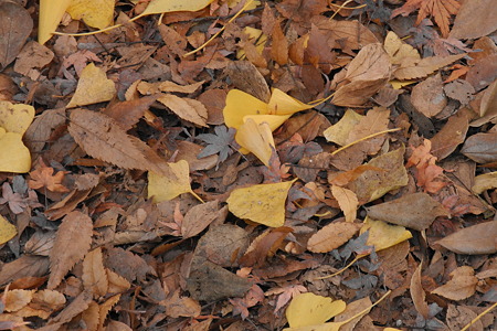 下鴨神社の紅葉(P7100)-3