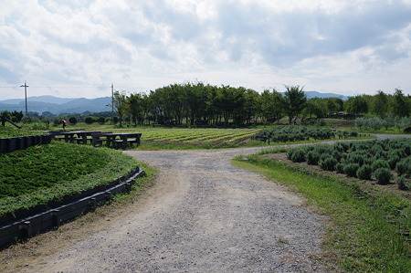 和泉リサイクル公園 (3)