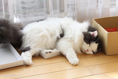 小さすぎ