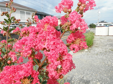 百日紅の花　FINEPIX XP30