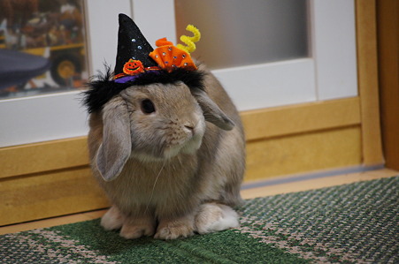 ハロウィンみかん