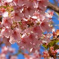 昭和記念公園　さくら　桜　サクラ