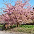 昭和記念公園　桜いろいろ