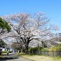 所沢航空記念公園の桜　第１集