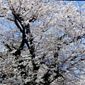 日記　230330　今年の桜・さくら・サクラ
