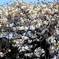 日記　230409　今年の桜・さくら・サクラ　庭の枝垂れ山桜　2023年