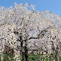Photos: 枝垂れ桜