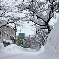 Photos: 雪に埋もれる桜並木03-12.01.14