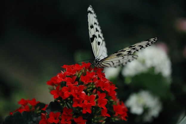 カランコエが好き　　蝶の楽園